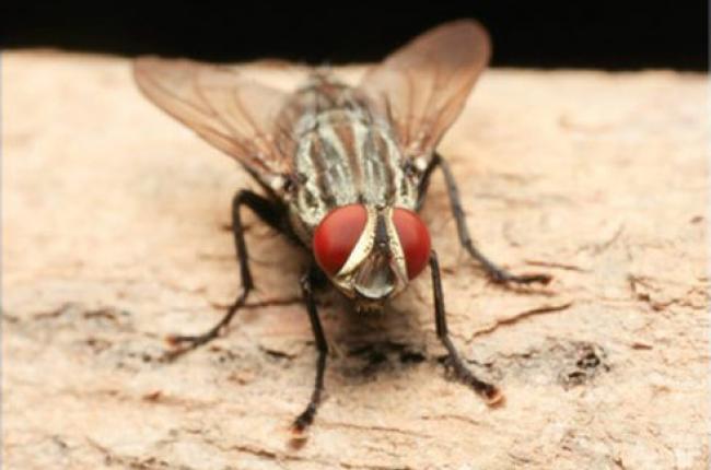 Flesh Fly