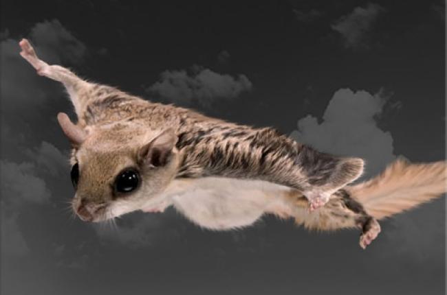 Northern Flying Squirrel