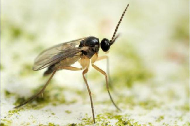 Fungus Gnat