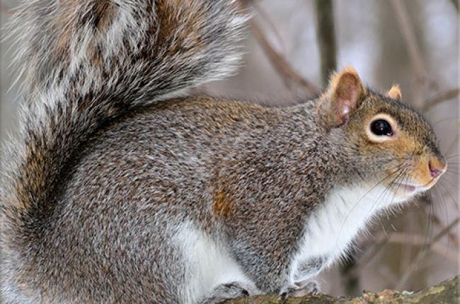 Eastern Gray Squirrel