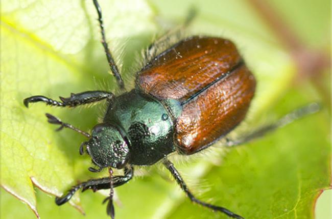 Japanese Beetle