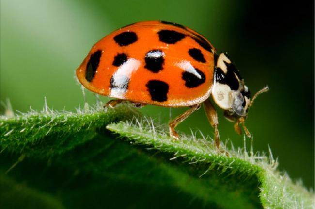 Multicolored Asian Lady Beetle