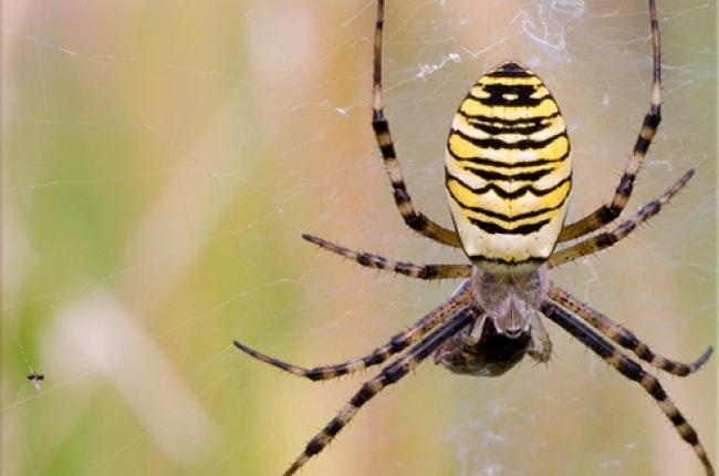 Orb Weaver Spider