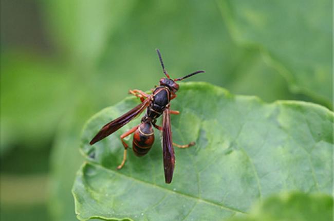 Paper Wasp