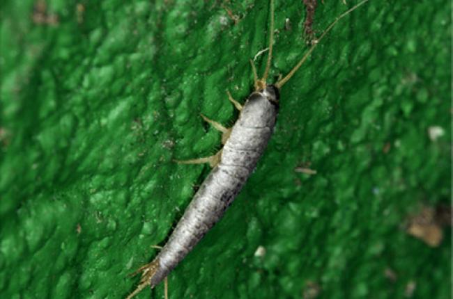 Silverfish