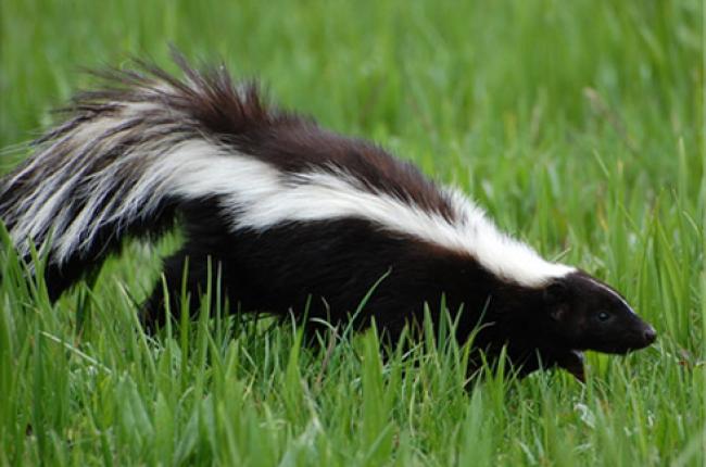 Skunk