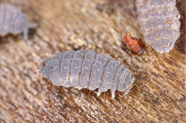 Springtail