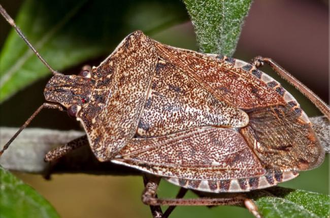 Brown Marmorated Stink Bug