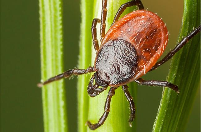 Blacklegged Tick (Deer Tick)