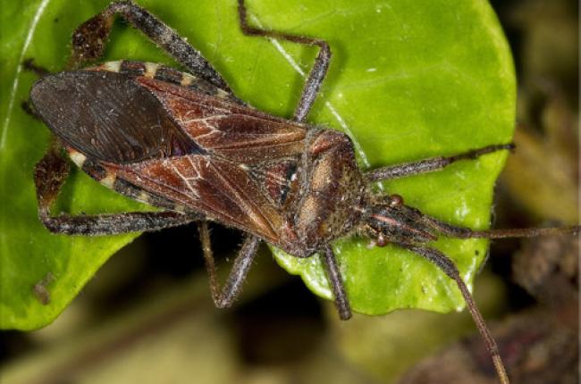 Western Conifer Seed Bug