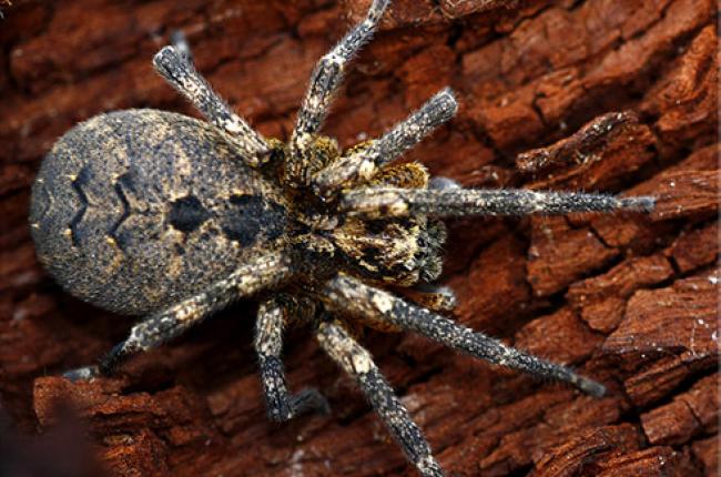 Wolf Spider