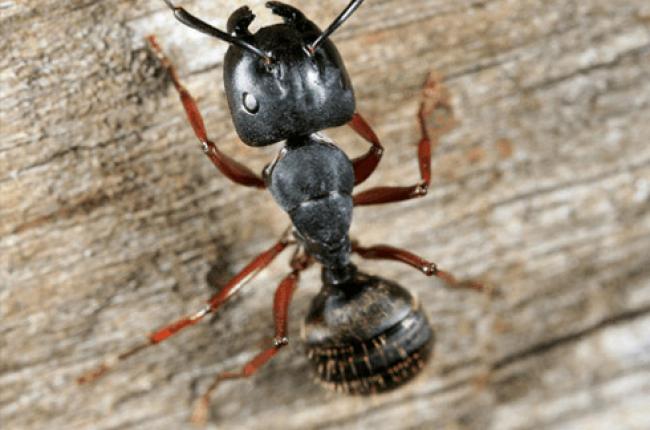 Carpenter Ant