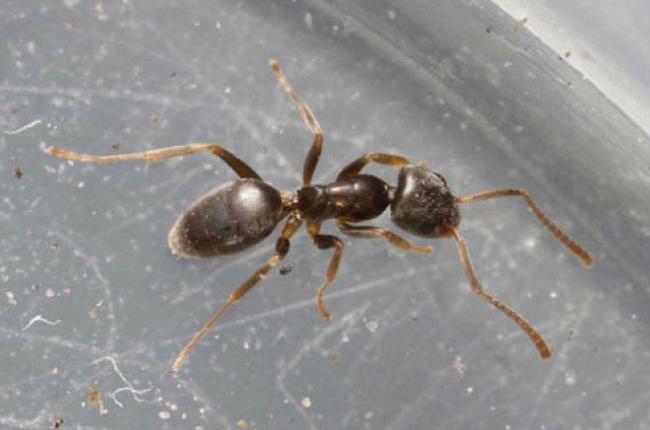 Odorous House Ant