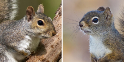 Gray Squirrel Vs Red Squirrel The Difference Is More Than Fur Deep Jp Pest Services Gray Squirrel Vs Red Squirrel The Difference Is More Than Fur Deep Jp Pest Services