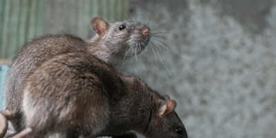 Here S Where Mice Hide In Your Home During The Winter Jp Pest Services
