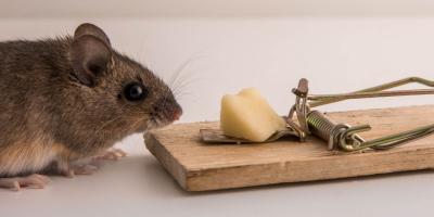 Mouse sitting beside a mouse trap loaded with cheese