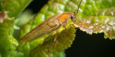 Close-up of cockroach resting on a plant