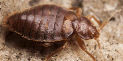 A close-up image on a bed bug.