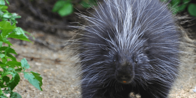 A porcupine walking on a trail on a summer day.