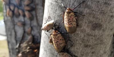 A group of spotted lanternflies on a tree
