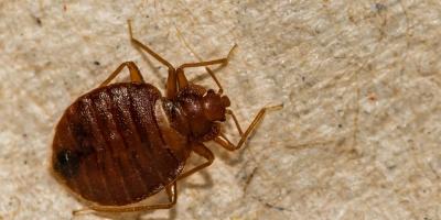 Bed Bugs - What Every Camp Needs to Know