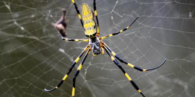 joro spider in web