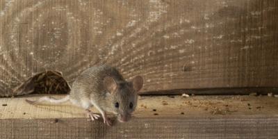 mouse smelling rodent bait