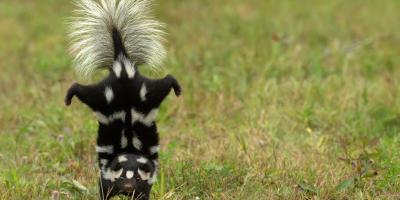 Skunks