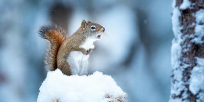 squirrels in winter