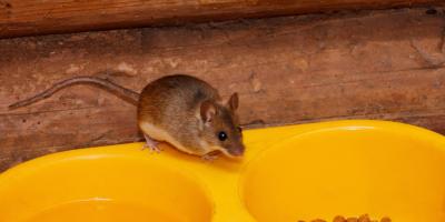 mouse