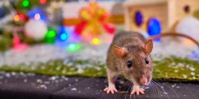 mouse at christmas