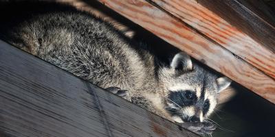 raccoon in attic