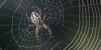 spider in web