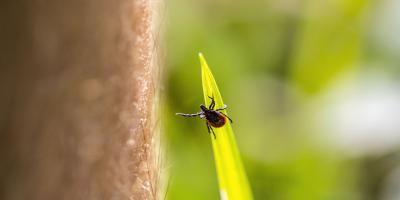 tick reaches for human