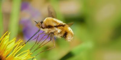 bee fly