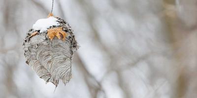 Wasps nest in winter