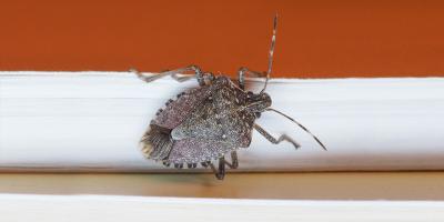 stink bug
