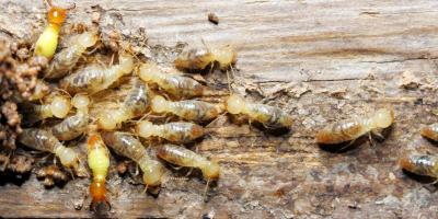 termite workers