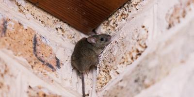 mouse on foundation