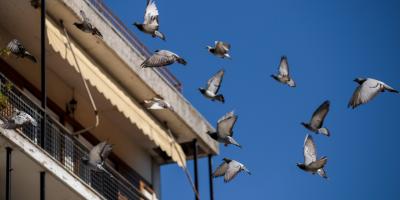 jp-pest-bird-control-tips-for-property-managers
