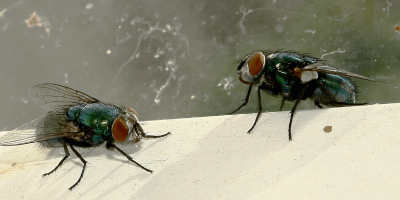 Flies in Healthcare Staff Areas