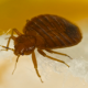 5 Effective Methods For Bed Bug Control in Multifamily Housing