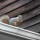 5 Ways New Englanders Keep Squirrels Out Of Chimneys And Attics