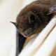 What To Do When You Find A Bat In Your House