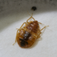 What Does It Take To Fully Eliminate Bed Bugs