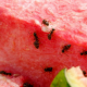 9 Tips for Keeping Ants Out Of Your Kitchen This Summer