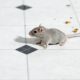 Spot Signs of Mice In Your Restaurant (Before Your Customers Do)