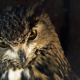 Bad, Bad Company: The Dangerous Wildlife That Rodents Attract