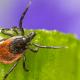 7 Tips To Keep Ticks Away This Spring