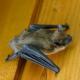 Bat Exclusion Guidelines For Your Home Or Business